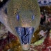 moray_giant_dae_ni_v_0287_egy0765.jpg
